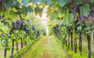 Comment organiser un voyage pour amateurs de vins en France ?