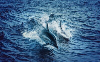 Évasion Méditerranéenne : Dauphins, plaisir et aventure en mer
